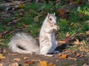 "We saw something white. We wondered: 'What was it?' Then I realized it was a white squirrel. A white squirrel? These are a very rare sighting," said photographer Lori Bellerdine.