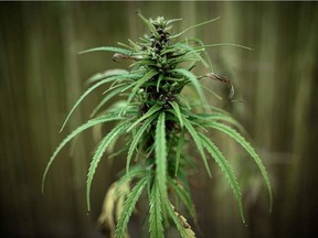 The Sûreté du Québec seized packaged cannabis, edibles, hash, weapons and $30,000 in cash.