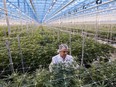 A worker inspects cannabis plants growing in a greenhouse at the Hexo Corp. facility in Gatineau, Quebec, in 2018.