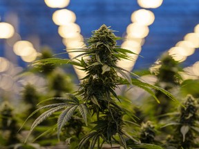 Cannabis plants in a Hexo Corp. greenhouse. The company has suspended cultivation at its Niagara, Ont. facility and 200,000 square feet of its Gatineau, Quebec facility.