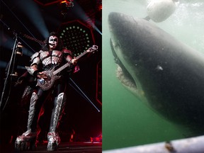 Gene Simmons and a white shark, obviously.