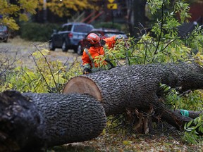 A city worker cuts a tree that fell in William Hurst Park in Notre-Dame-de-Grace during a rainstorm Oct. 17, 2019.