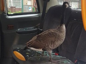A goose smashed a taxi window and got trapped in the back seat.