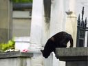 Superstition dictates that you should hold your breath when walking past a graveyard.  If a black cat crosses your path in the meantime, unfortunately we can't help you.