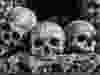 A file photo of skulls.