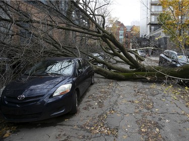 Three cars were damaged by a fallen tree in the McGill Ghetto on Friday, Nov. 1, 2019.
