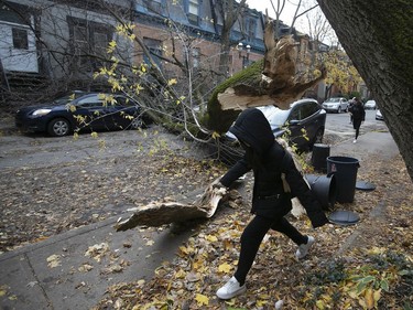 Three cars were damaged by s fallen tree on Lorne St. in the McGill Ghetto on Friday, Nov. 1, 2019.