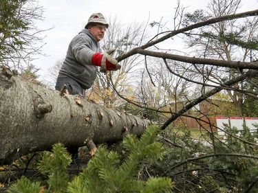 Eloy Martinez cuts branches off a fir tree that fell in his yard during Friday's wind storm at his home in Pointe-Claire on Saturday, Nov. 2, 2019.