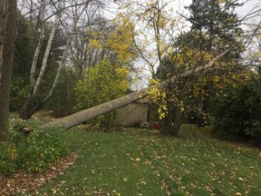 A tree knocked over by severe winds last Friday hangs over a fruit tree in Pointe-Claire.