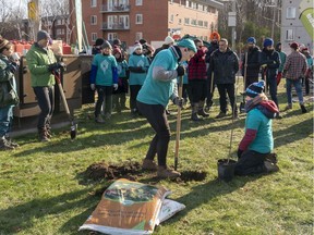 Guillaume Vallée-Rémillard (centre), a co-ordinator with GRAME (Groupe de recommandations et d'actions pour un meilleur environnement), demonstrates to volunteers the proper way to plant trees as part of the greening of the Cloverdale area in Pierrefonds on Saturday.