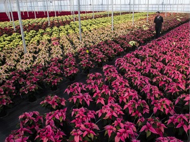 No matter what their colour, poinsettias like well-lit rooms, but not direct sunlight.