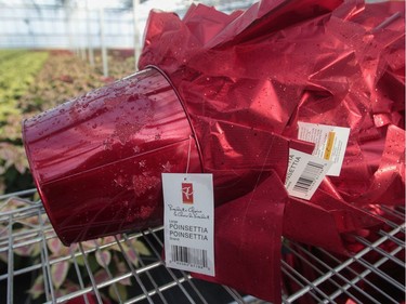 If growing poinsettias is a big job, so is packing, routing and shipping them to, among others, Quebec big-box stores including Provigo, Maxi, Home Depot.