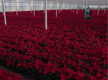 If  you’re buying, you should know that poinsettias don’t tolerate temperatures cooler than 10 degrees Celsius.