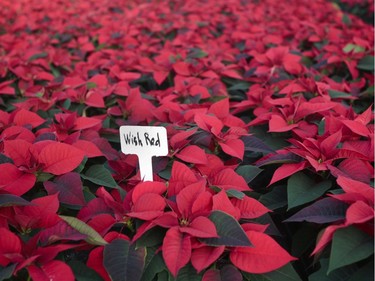 And here’s what, for many, is the toughest challenge: Poinsettias like to be dry before being watered, but not too dry. And don’t overwater.