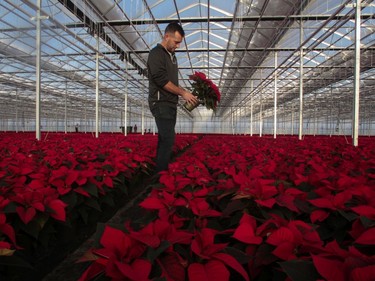 Guillaume Grover, director of production at La Ferme Grover in the Ste-Dorothée area of Laval north of Montreal, Quebec's largest grower of poinsettias.