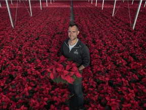 Inside a sprawling greenhouse at La Ferme Grover in Ste-Dorothée, nearly 300,000 potted poinsettias have been watered and fed for months.