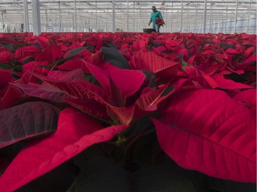 Her cousin consoled her by saying any gift given with love was fine. When she gathered a handful of leaves and set them down in the church, they turned a brilliant red. Since then, according to legend, wild poinsettias have turned red for Christmas.