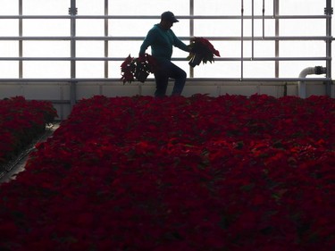 “So it’s very important not to buy a poinsettia and then leave it in a cold car while you do your other errands,” said Marie-France Larochelle of the public programs and education division of Montreal’s Botanical Garden.