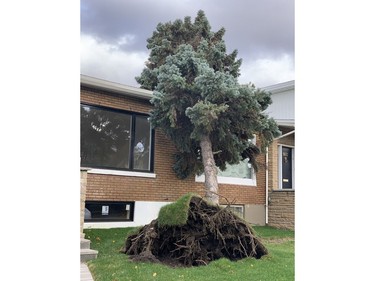 A reader snapped this photo of a tree uprooted on Alpine Ave. in Côte-St-Luc on Friday, Nov. 1, 2019, during high winds that hit the Montreal Area.