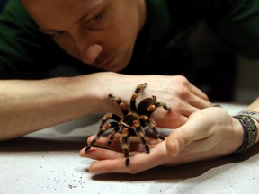 Zookeeper Jamie Mitchell poses for a photograph with a Mexican red-kneed tarantula during the annual stocktake of animals at ZSL London Zoo on January 4, 2016 in London, England.