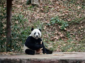 US-born giant panda Bei Bei eats in its enclosure at the Bifengxia base of the China Conservation and Research Centre of the Giant Panda in Yaan, China's southwestern Sichuan province, on November 21, 2019.