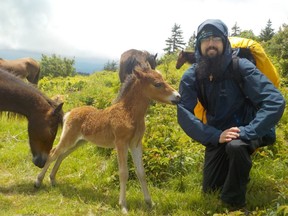 A foal nibbles on hiker Ian Newton's jacket as he poses for a photo among the wild ponies roaming Mount Rogers, Virginia along the trail. IAN NEWTON/Special to Postmedia News Appalachian Trail 2019
