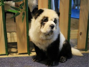 A Chow Chow dog dyed in the likeness of a giant panda is pictured at a pet cafe in Chengdu, Sichuan province, China October 27, 2019. Picture taken October 27, 2019.  REUTERS/Fang Nanlin