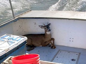 In this Monday, Nov. 4, 2019, photo provided by Jared Thaxter, a deer that was rescued from the ocean five miles off shore from Harrington, Maine, rests in a boat on its way back to shore. Lobsterman Ren Dorr and his crew saw the 100-pound buck bobbing in the water, hauled it aboard and returned to shore where the deer was released in Harrington. (Jared Thaxter via AP)