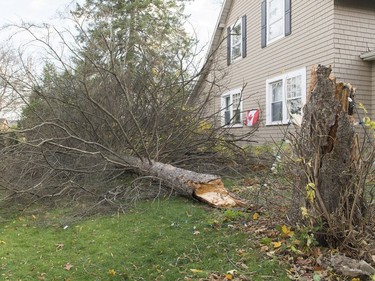 A fallen tree is shown on a property in the town of Hudson, west of Montreal, Friday, Nov. 1, 2019, as high winds have left hundreds of thousands of people without power in Montreal and Quebec.