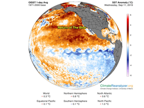 A map of sea surface temperature anomalies shows a blob of very warm water off the West Coast of the North America.