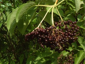 The botanical name of the elderberry plant is Sambucus nigra, with “nigra” being Latin for black, since the berries of the elderberry shrub have a deep blue-black colour. Eating the raw berries can cause illness.