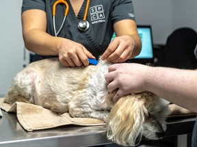 All cats and dogs over six months — and rabbits, too — must be microchipped as of Jan. 1. Max seemed unfazed by the procedure at the SPCA in Montreal.