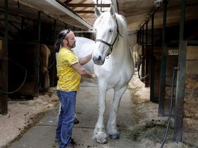 Luc Desparois, owner of Calèches Lucky Luc, pets one of his horses, Lili,  in this 2016 file photo.