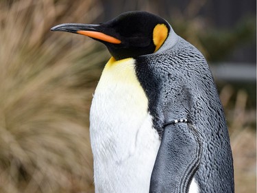 A King penguin from Montreal's Biodôme at the Calgary Zoo. Some animals were transferred to other facilities in preparation for renovations at the Biodôme. The Biodôme is slated to reopen next spring.