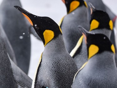 King penguins from Montreal's Biodôme at the Calgary Zoo. Some animals were transferred to other facilities in preparation for renovations at the Biodôme. The Biodôme is slated to reopen next spring.