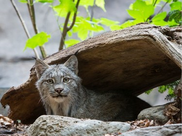 Two lynx were moved to the Saskatoon Forestry Farm Park & Zoo — in separate crates but at the same time — during renovations at the Biodôme.