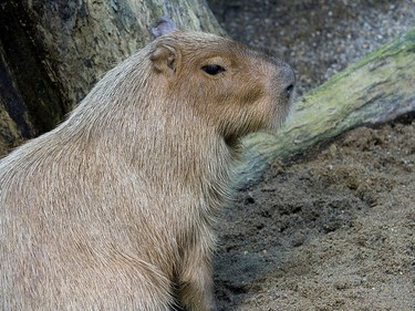 A capybara, a member of the world's largesT rodent species, was transferred to the Magnetic Hill Zoo in New Brunswick as renovations at the Biodôme in Montreal got underway, and he will stay there.
