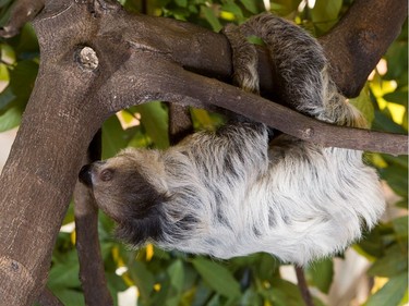 A sloth like this one was moved to Granby Zoo during renovations at the Biodôme.