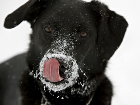 Many dogs eat frozen poop. We don't know why, but they do it, and it is gross to humans but, in the long run, not all that harmful to the dogs.