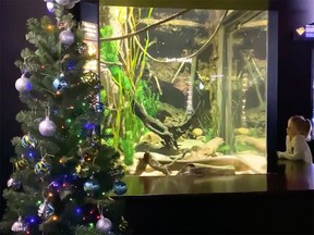 In a sense, the Christmas lights at the Tennessee Aquarium are powered by an electric eel.