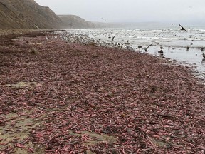 Thousands of fat innkeeper worms, also known as "penis fish," were found dead on a California beach earlier this month.