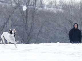 15h37 Thursday - Pirate, an 8 month old jack russell terrier, chases down a snowball tossed by his owner Gabriel Lebeau Thursday March 27, 2008 in Montreal. There were no apparent injuries