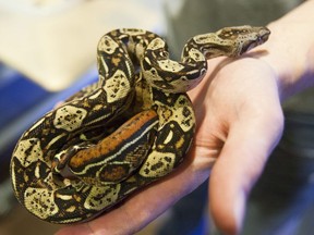 An exotic snake is shown in Cottonwood Heights, Utah, Friday, April 26, 2013.