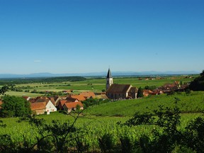 Gewürztraminer and riesling vines in Alsace. Contrary to what many believe, most riesling from Alsace is dry and textured, Bill Zacharkiw writes.