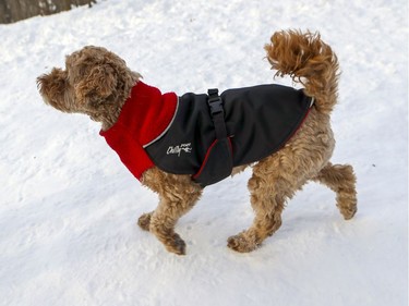 Piper, a 6 year old Ganaraskan, wears a fleece and nylon sweater from Chilly Dogs in Summit Circle Woods in Westmount in Montreal Thursday January 30, 2020.