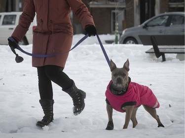 Rachel Garrison walks her 4 year-old dog Ivy. Ivy always wears her winter coat, which was imported from Finland, when the temperature gets really cold like on Thursday January 30, 2020.