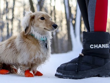 Neville, a 1 1/2  year old long haired dachshund wears rubber booties as he sits at his master feet in the Summit Circle Woods in Westmount in Montreal Thursday January 30, 2020.  The booties protect his feet from salt. His owner tried putting a sweater on him but he kept tripping on it.