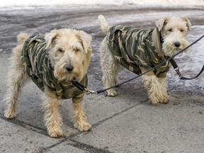 Molly, a fox terrier, left, and Dixie, a mixed breed, wear matching camouflage fleece sweaters while walking with their owner on Doctor Penfield St. in Montreal Thursday January 30, 2020.