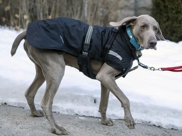 Einstein, an 8 year-old Weimaraner rescue wears a parka while walking on Lansdowne St. in Westmount in Montreal Thursday January 30, 2020.  His owner puts the coat on him when she feels his nose getting cold.
