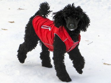 Ellie, a miniature poodle, wears a red insulated jacket from Winners as she runs through Summit Circle Woods in Westmount in Montreal Thursday January 30, 2020.